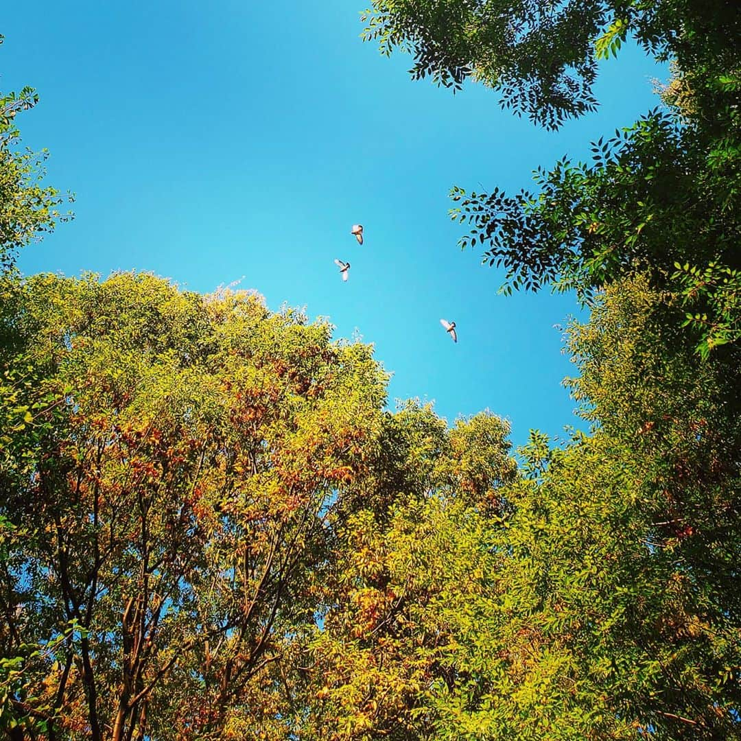 市川笑野さんのインスタグラム写真 - (市川笑野Instagram)「ふと空を見上げると、秋でした。 鳩も気持ち良さそう。 #鳩 #青空 #秋の訪れ #japan」10月26日 18時25分 - emino.i