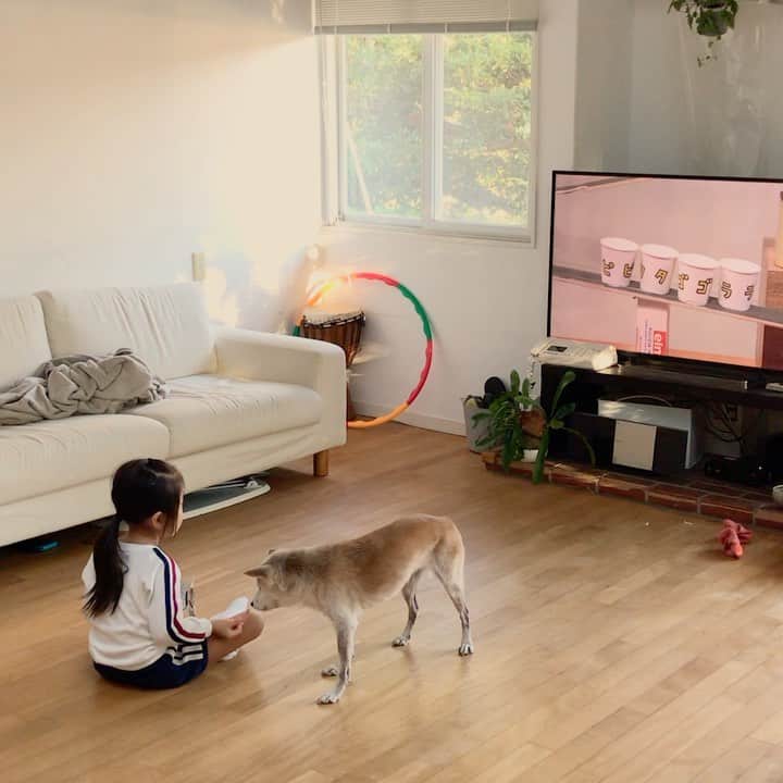 柴犬リリコのインスタグラム：「近頃Kちゃま🧒🏻がおやつを食べていると必ず寄ってくるので、ワンコ用のおやつをもらっています🐶🍽 #ピタゴラスイッチ」