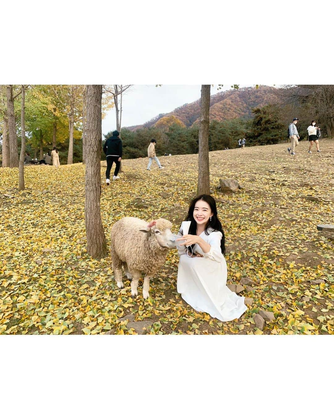 ハヌルさんのインスタグラム写真 - (ハヌルInstagram)「양.. 진짜무섭다🐑🐑🐑🐑 깜짝놀랐😭😭😭😭😭 #해피초원목장」10月26日 18時28分 - haneulina