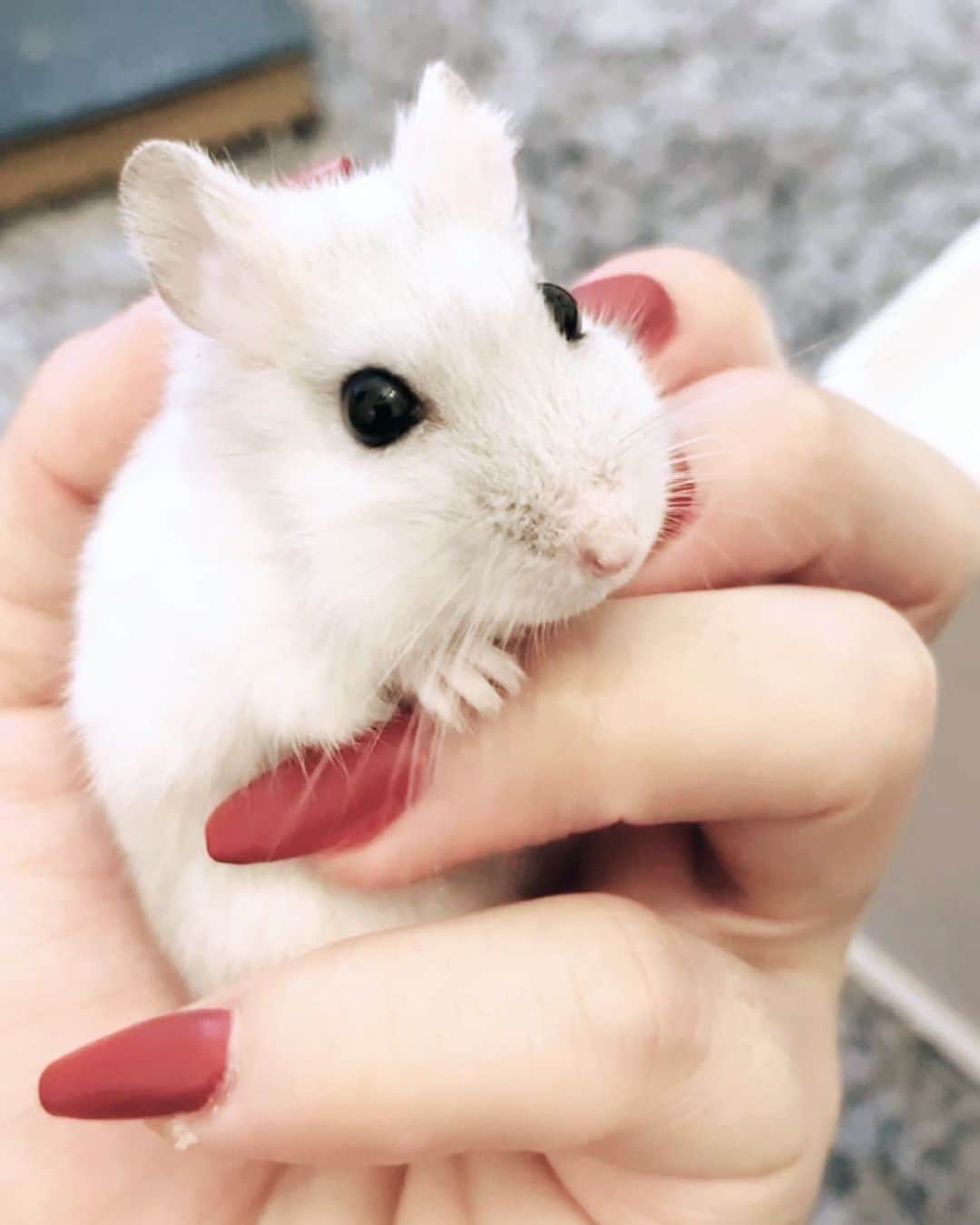 Kumiのインスタグラム：「. 公表するかすっごく悩んでたのですが… ちょびまるのファンの方が沢山居てくれたのでご報告させてください。 . . 実は、10月22日23時頃… 家に帰ってきてケージを覗くのが 毎日の日課だったのですが、 . その日、帰ってきたら ちょびまるの様子がおかしくて、 身体全体で呼吸をしていて、 息をする度ヒューヒュー音が鳴ってて . これはヤバイと思い 知り合いに連絡したり 病院探したりしてるうちに ちょびまるは息を引き取っていきました。 . . ハムスター今まで何匹も飼って来たけど 息を引き取る瞬間を見届けたのは 今回がはじめてでした。 . 原因不明すぎて、 どうしてあげる事も出来なかった無力さに ただただ涙を流す事しか出来ませんでした。 . . 病院の先生曰く ハムスターは身体が小さいので 死因はわからない事が殆どらしく 治療もしようがないので、 これがちょびまるの寿命だったのかもしれないけど...1年1ヶ月という余りにも短かい命でした。 . . ちょびまると出会って 我が家に来てくれて、 みんなの人気者になれて . わたしはとっても幸せでした。 . ほんとに、コイツだけが 心の支えでした。 . 辛かった自粛期間も なんだかんだコイツが居たから 毎日楽しく過ごせてたし、 . 寂しいなって思った時も 家に帰るとコイツが待っててくれたから 今日まで頑張って来れました。 . . . ちょびが動かなくなったのを見届けたあとは、朝まで火葬業者とやり取りして、次の日にペットメモリアルで火葬してもらいました。 . . 心に大きな穴がポッカリ空いたままでしたが、 25日のイベントまでリハが詰まっていたので、周りには誰にも言えず今日まで来ましたが、、 . 昨日イベントを無事終える事が出来て 改めてファンの方の暖かさに触れ、 幸せな気持ちから一転… . おうちに帰って来て一人という この温度差に 今また悲しみの気持ちでいっぱいになっています。 . 今日までの間 ケージがそのままだったので、 あれは夢だったんじゃないか？ 本当はまだ生きてるんじゃないかな？ って気持ちで毎回ケージを見てるけど… ちょびまるは居るはずがありません。。 . このままにしておきたいって気持ちがあるんですが… これからゆっくりお片付けをしようと思います。 . . 今まで沢山動物を育ててきて、 何度もお別れもしてきました。 . なので、 ちょびの存在が本当に大切で、 掛け替えの無いもので… 死と隣り合わせだって事はずっと頭にあって、 いつかはこうゆう日が来るって事は覚悟して日々過ごしてたけど、、 . それでもやっぱり早過ぎるし わたしの育て方がいけなかったのかな？ って辛い気持ちになります。。 . . なので、 お店で直接わたしと会った時は ちょびまるの事には触れないで貰えたら嬉しいです。 . . . 1年1ヶ月 ちょびまるはどんな気持ちだったかわかりませんが… わたしは本当に幸せでした。 . . . . . . わたしと出会ってくれて 今まで癒してくれて 本当にありがとう。 . . .」
