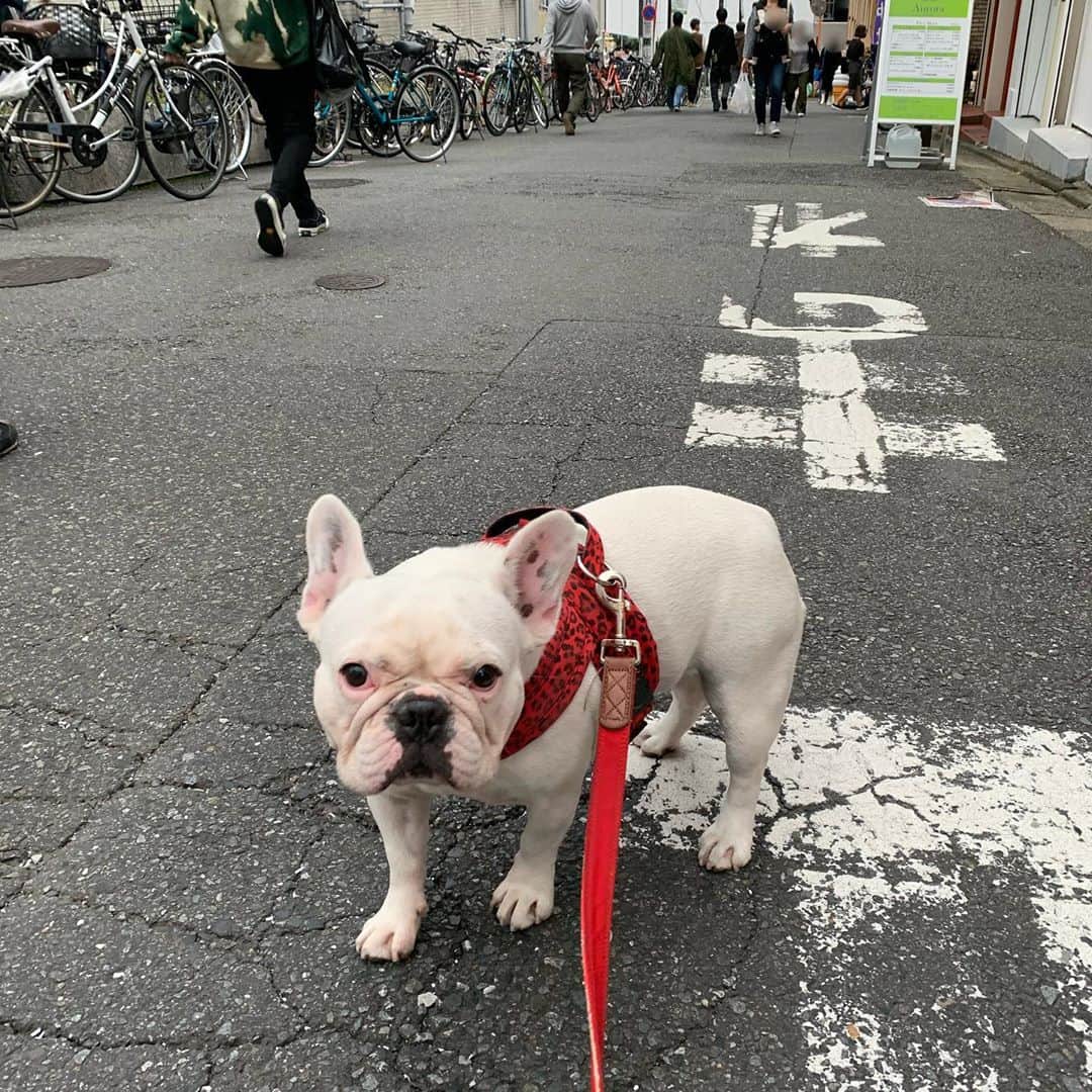 のインスタグラム：「マイリー散歩 止まれで止まり動かない。  #buhi #ブヒ #ぶひ #フレンチブルドッグ #フレブル #frenchbulldog #なべやかん #フレブル好きと繋がりたい #フレブルのいる生活 #マイリー散歩 #マイリー #miley #下北沢 #下北沢散歩」