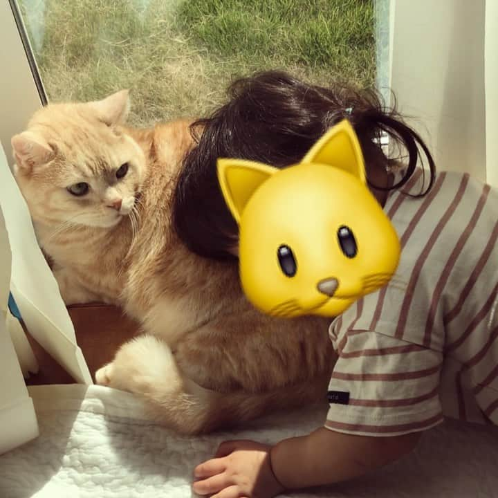 ぷーのインスタグラム：「日向ぼっこ中のぷーちゃんは暖かくて最高なのを知った妹🐈☀︎ . #もふもふ #日向ぼっこ #猫と子供  #娘とぷーちゃん🐈 .」