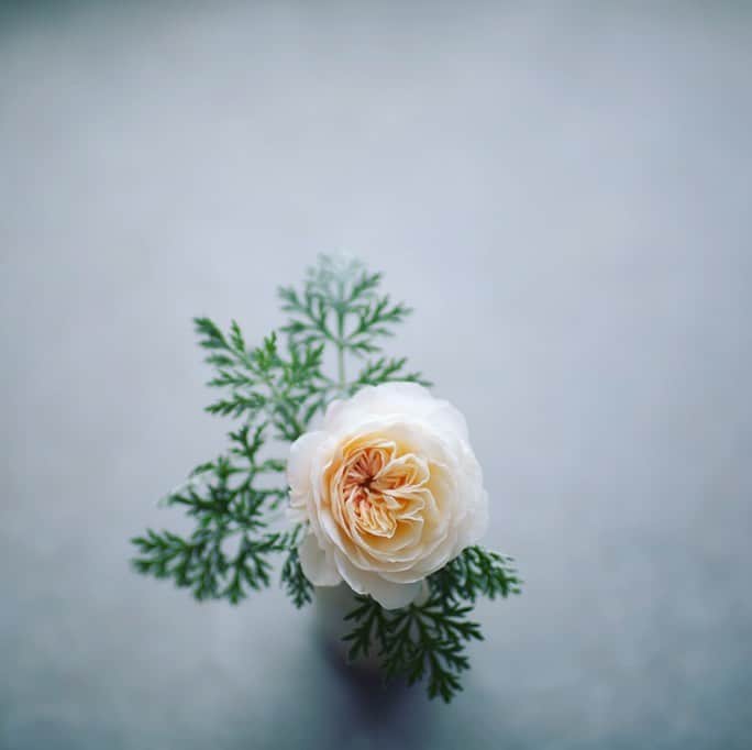 Naomiのインスタグラム：「秋薔薇咲いてます。 月曜日おつかれさま。」