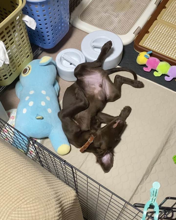 璃央じゅんのインスタグラム：「すごい静かだなーと思って 覗いたら😳😳😳 sleeping beautyなってた😂 お散歩毎日朝夕だからお疲れだねえ💕 . . . #フラットコーテッドレトリバー #flatcoatedretriever  #フラレバ #大型犬 #大型犬のいる生活  #いぬすたぐらむ  #本能どっかに置いてきた」