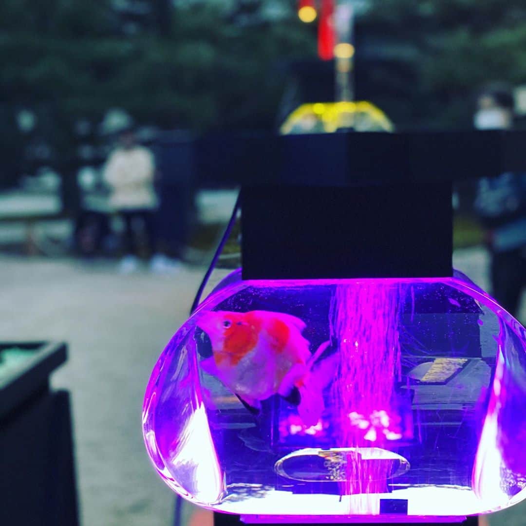 ただすけのインスタグラム：「今日は今日とて金魚を見ました。 金魚も良かったけど、BGMからも沢山のヒントを得ました。 いや、BGMと言うべきでは無かったかも。 #アートアクアリウム」