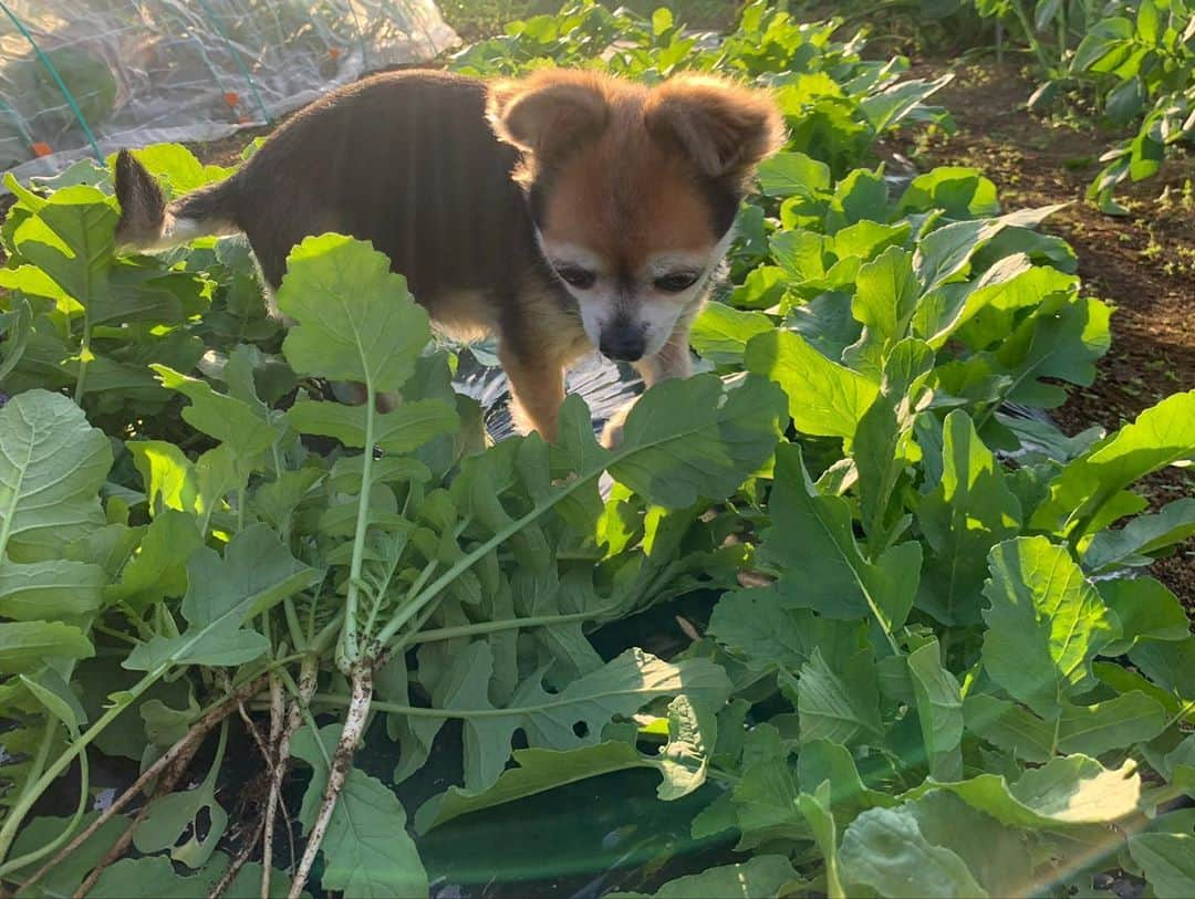 三浦理志さんのインスタグラム写真 - (三浦理志Instagram)「じゃがいもの芽かき、大根&カブの間引き完了！ 水菜はバッチリですね！ まだナス、ピーマン、ししとうが採れる。 今宵は鍋ですな〜😋 @a.g.spalding  #surfandnorf #farm #farmer #vegetables #agspaldingbros #畑　#農夫 #野菜 #ミウラメシ #ミウラ食堂 #鍋」10月26日 19時05分 - mar4m