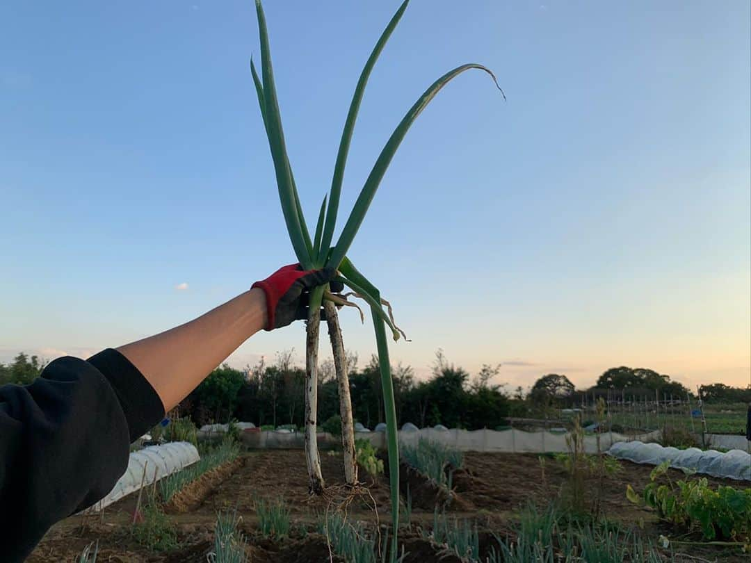 三浦理志さんのインスタグラム写真 - (三浦理志Instagram)「じゃがいもの芽かき、大根&カブの間引き完了！ 水菜はバッチリですね！ まだナス、ピーマン、ししとうが採れる。 今宵は鍋ですな〜😋 @a.g.spalding  #surfandnorf #farm #farmer #vegetables #agspaldingbros #畑　#農夫 #野菜 #ミウラメシ #ミウラ食堂 #鍋」10月26日 19時05分 - mar4m