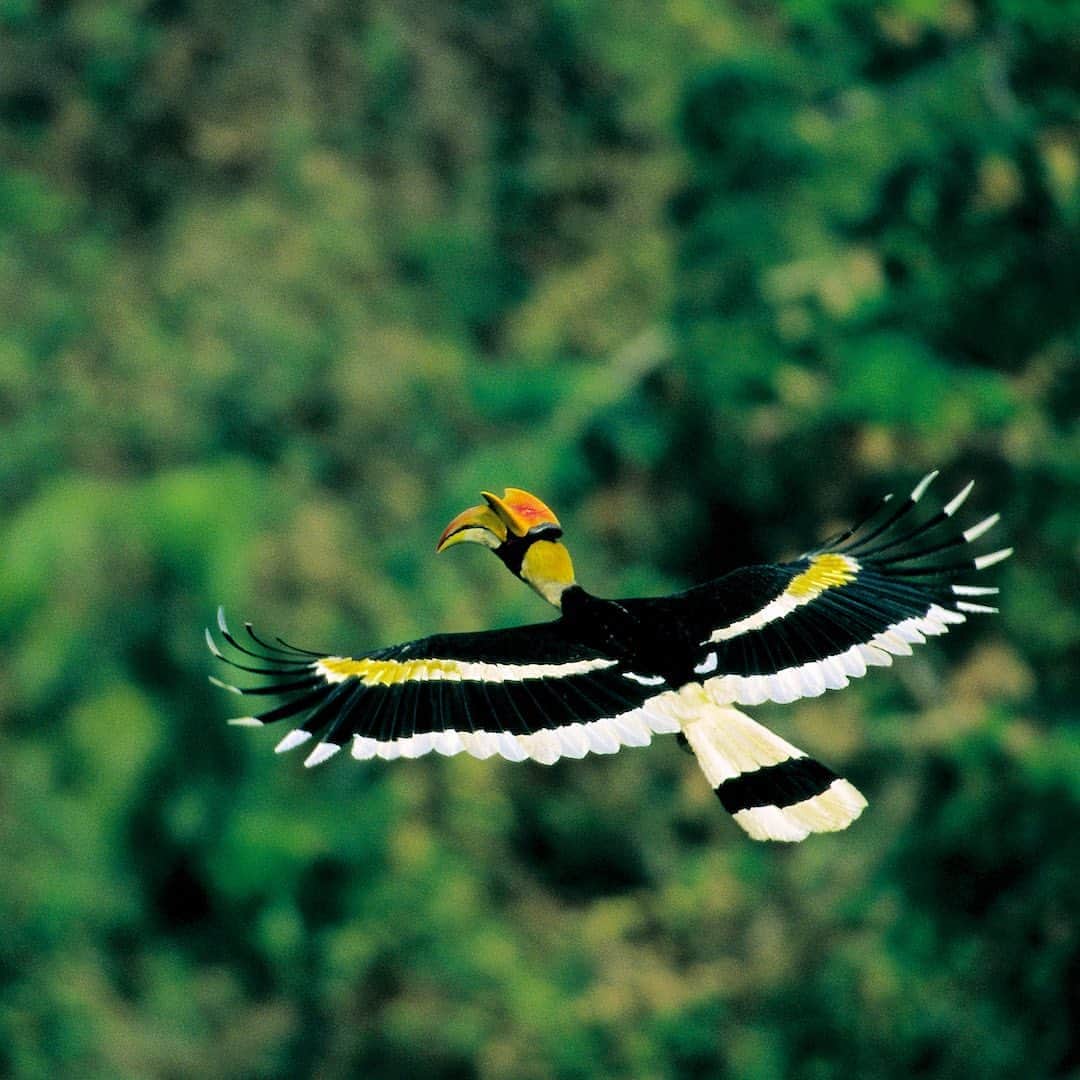 Tim Lamanさんのインスタグラム写真 - (Tim LamanInstagram)「Photo by @TimLaman.  Great Hornbill in flight, Thailand.  Photo from the book “Hornbills of the World” (I’m the principal photographer for the book). To be entered to win a free copy in my end-of-the-month drawing, just sign up for my newsletter at my link in bio (or at www.timlamanfineart.com). #hornbill #greathornbill #birds #Thailand」10月27日 0時46分 - timlaman