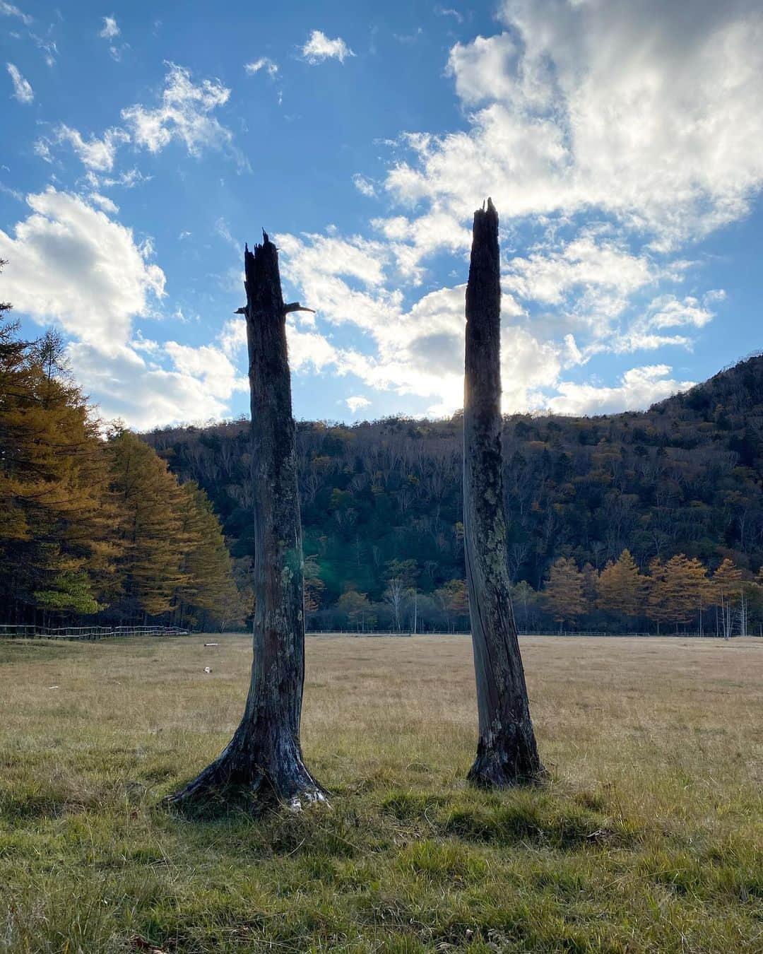 唐沢憲司さんのインスタグラム写真 - (唐沢憲司Instagram)「natural old tree 🍁🍂  #高徳牧場 #秋晴れ #20201026」10月27日 0時47分 - log_kenjikarasawa