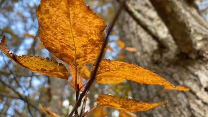 唐沢憲司のグルメインスタ