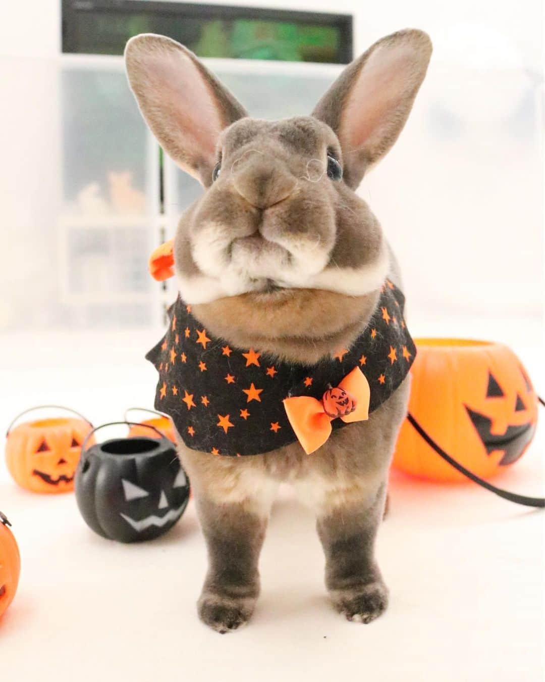 Kayoのインスタグラム：「もうすぐハロウィン🎃 このかぼちゃにたんまりおやつ入れて♡ ‥‥って、入ってなーい！ ぽいっっ」