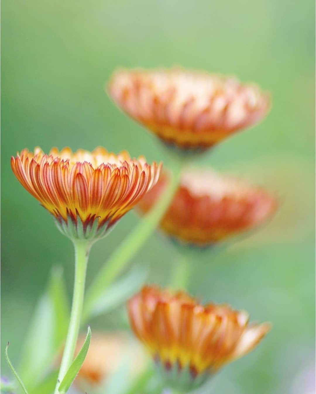 花の写真館のインスタグラム：「Photo by @mierum.⠀ https://instagram.com/mierum/⠀ .⠀ Original Post[投稿いただいたURL]⠀ https://www.instagram.com/p/CBl6CeAMpzw/⠀ .⠀ 本アカウントは、 #私の花の写真 をつけてInstagramに投稿された皆さまの花の写真や、「花の写真館」Facebookページで投稿された花の写真を紹介します。⠀ 「花の写真館」Facebookページは、「 @floral.photograph 」のプロフィールにあるURLからご覧ください。⠀ .⠀ ※各自、政府、自治体など公的機関の指示に従った行動をお願いします。⠀⠀ 東京カメラ部および分室では、写真を「見る楽しみ」を提供することを通して、微力ながら皆様にわずかな時間でも癒しをお届けしたいと思っております。⠀ ※本アカウントは東京カメラ部がFacebook、Instagramのサービスを利用して運営しているもので、Facebook社・Instagramとは一切関係ありません。⠀ .⠀ #花の写真館 #floralphotograph #floralphoto #flower #flowers⠀ Follow: @floral.photograph」