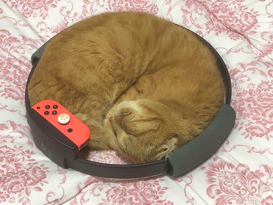 Aww Clubさんのインスタグラム写真 - (Aww ClubInstagram)「If the ring fits I sits  Flei_x  TW  #meowed #ringfit #nintendo #tabby #tabbycat #japan #catbed #comfy」10月26日 19時39分 - meowed