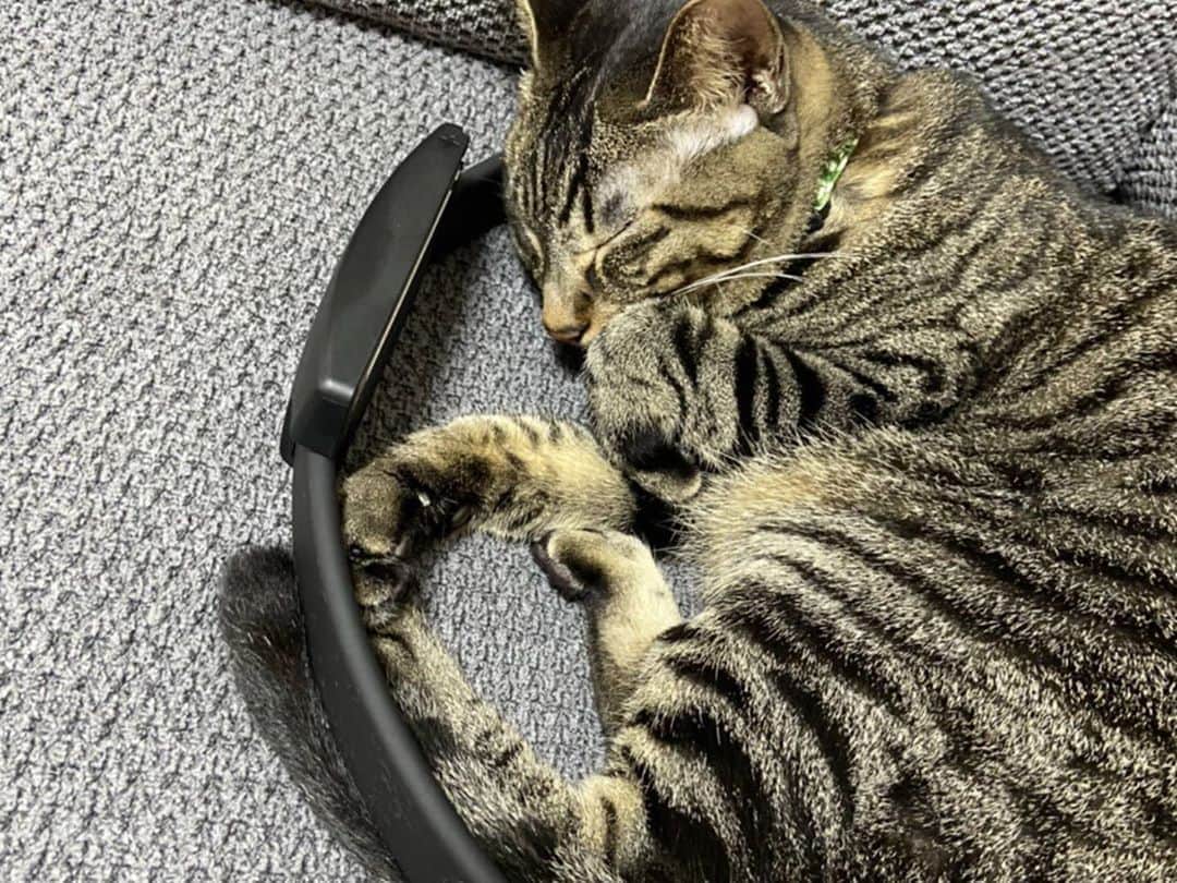Aww Clubさんのインスタグラム写真 - (Aww ClubInstagram)「If the ring fits I sits  Flei_x  TW  #meowed #ringfit #nintendo #tabby #tabbycat #japan #catbed #comfy」10月26日 19時39分 - meowed