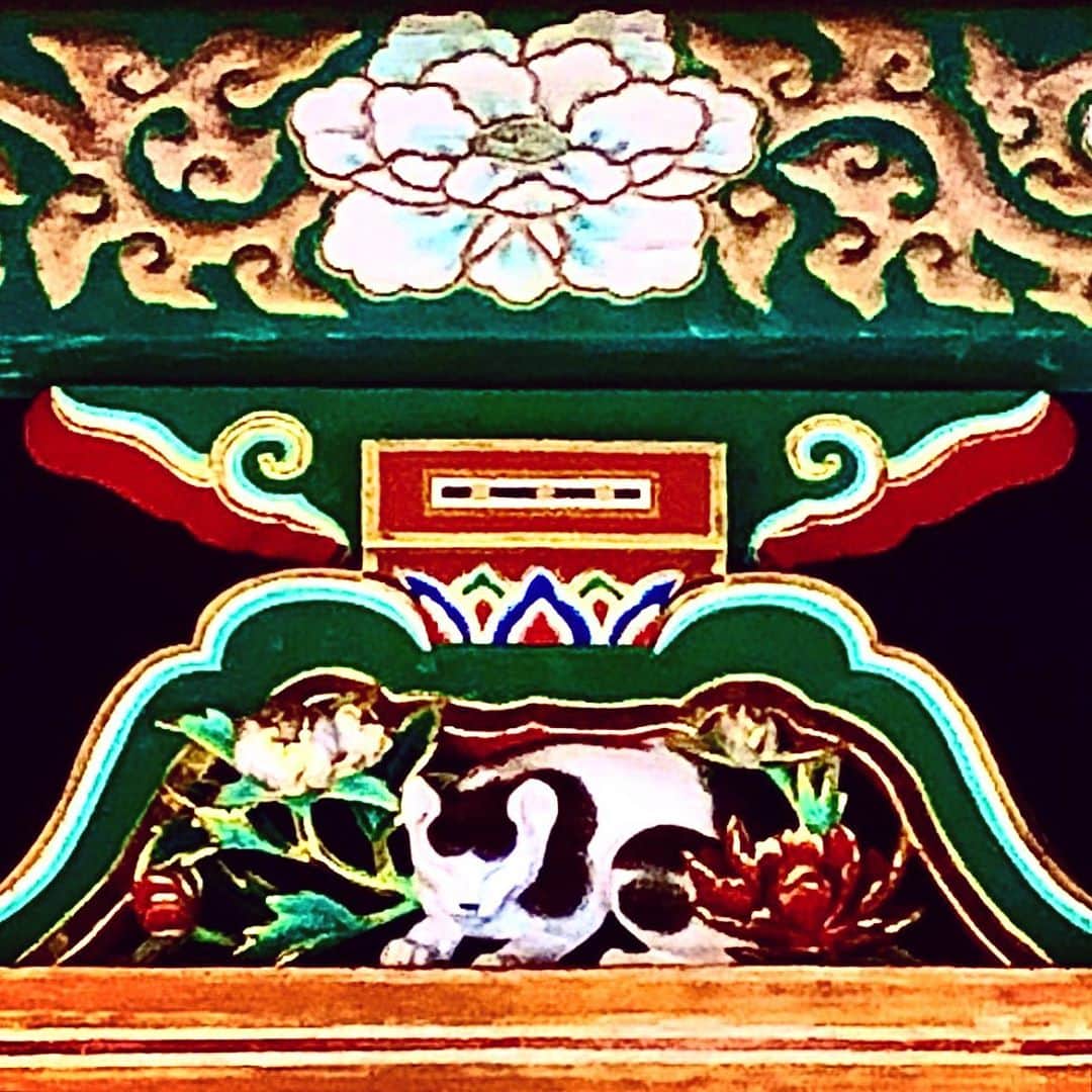 菅原千瑛のインスタグラム：「#🐱💤」