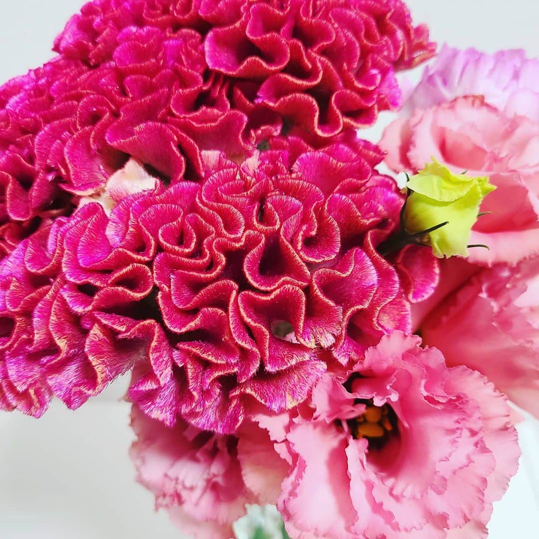 彩乃かなみさんのインスタグラム写真 - (彩乃かなみInstagram)「﻿ ﻿ ﻿ 気持ちばかりがあせり なんとも落ち着かないので 明るい花を買いました﻿ ﻿ ﻿ ﻿ #ライブ﻿ #nowherethis﻿ #日々のこと﻿ #一つ一つ﻿ #🌿💓」10月26日 19時40分 - kanamiayano.official