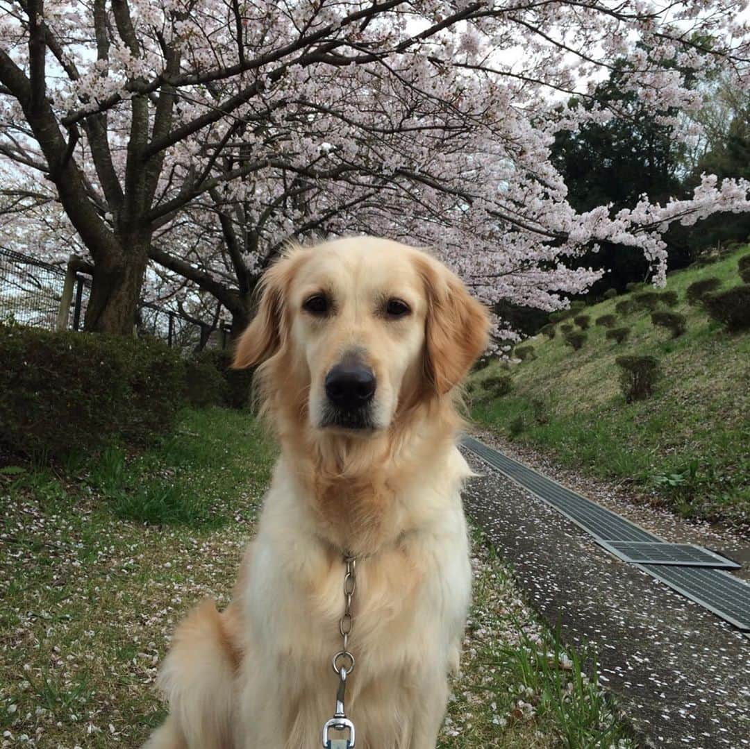 中村優香さんのインスタグラム写真 - (中村優香Instagram)「𓊆レイちゃん𓊇  前回の投稿の続き。 これで最後です。  レイちゃんは私が高校2年生の時にやってきました🐶 土曜の部活の日、 たまたま両親がペットショップを覗いたら 先代のアネラに似た可愛い可愛い ゴルパピがいたと…！ (ゴールデンレトリバーの子犬)  次の日部活が休みだったので 家族全員で見に行くと、 まあそれはそれは可愛い子が💕  しかもちょうどその前の金曜日に 愛知県で売れず、 このペットショップに来たのだと。 そのため大きくなっていて安くなっていたのです…笑  抱っこをさせてもらうと 久しぶりにゴルの温もり… 心の中では全員飼う、と決まっていたけど笑、 一旦考えますと言い、ランチへ。  すると私は不意に涙が流れてきてしまって、 ここで私たちが飼わなければ この子は保健所行きかもしれない… と涙が止まらなくなってしまいました。 今思えばそれは運命を感じていたのかなー なんて。ね。  しっかり飼うと決めていざ車へ運んだ時、 入れていた段ボールから何やらかほりが…💩 暗くて怖かったみたい、 レイちゃんらしい🤣🤣  もう一度ペットショップへ戻り シャワーをしてもらい、 その日からしっかりうちの子に。  名前は考えたけどすんなり決まりました。 先代「アネラ」は ハワイ語で"天使"という意味、 ハワイ語で"天使"と"妹"、 という意味のある言葉こそが 「レイア」でした。  そこから高校卒業、 大学入学、鬱病、自殺未遂、とまあ 散々な人生を送ってきた私の横には 常にレイちゃんがいました。  入院中、外泊が許されて実家へ帰った時 真っ先に飛んできてくれるレイちゃん。 退院して毎日お家だよ！というと 尻尾をブンブン振ってくれるレイちゃん。 …とまあキリがないのでこの辺で。 というより私の涙腺が崩壊するのでこの辺で。  余命は3ヶ月だけど、 ホメオパシーがどのくらい効くのかわからないし とにかく生命力を祈るのみ！！！ きっとレイちゃんなら5月の10歳の誕生日を 迎えられると信じています。  虹の橋の向こうにいる アネラ、友達のわんこたち、近所のわんこたち、 まだそっちに行かないように 今はみんなで止めてあげてね。  お誕生日は盛大にやろうね😆🎉  #ゴールデンレトリバー #ゴールデンレトリバーのいる生活 #イギリスゴールデンレトリバー #英ゴル #わんこなしでは生きていけません会 #介護犬 #心臓肉腫 #心タンポナーデ #心のう穿刺 #大型犬大好き #長生きしてほしいな #ホメオパシー #レメディ #ホメオパシーレメディ #ホメオパシー療法」10月26日 19時41分 - yuuka0710reia