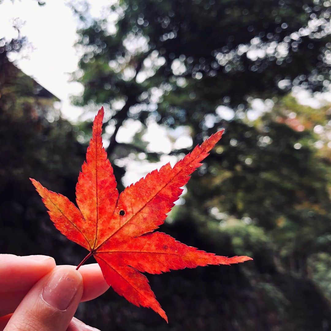 菅原千瑛のインスタグラム：「#今年の秋 #🍁」