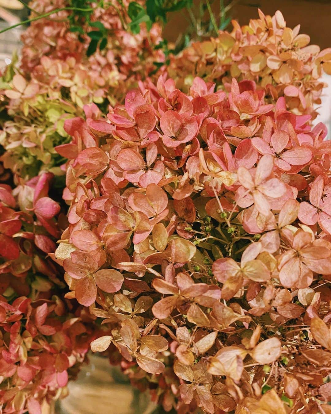 柏の葉 T-SITEさんのインスタグラム写真 - (柏の葉 T-SITEInstagram)「【PICK UP】﻿ 『今週のdecora便🌿 #13』﻿ ﻿ 〈ジャンル〉食・暮らし﻿ 〈場所〉1F 暮らし﻿ ﻿ こんにちは。﻿ ﻿ フラワーショップ デコラ @decoradecora さんから﻿ 届いたお花をご紹介するこちらのコーナー。﻿ ﻿ まず目を引くのは #秋色アジサイ。﻿ かなり大ぶりの #ピラミッドアジサイ でモーブからグリーンのお色のグラデーションがとても綺麗です。﻿ このまま #ドライフラワー にもなり長く楽しめる一本です。﻿ ﻿ 大好評の #コットンボール と #白いかぼちゃは﻿ 引き続き今週も入荷しております。﻿ ﻿ #シンフォリカルポス や #チェッカーベリーは﻿ 小ぶりなかわいい実がついていて﻿ さみしくなりがちな秋の庭に彩りを添えてくれます。﻿ ﻿ ドライフラワーのブーケには #プリザーブドフラワーを使用しているので﻿ このままのお色がずっと続きます。﻿  ﻿ ーーーーーーーーーーーーーーーーーー﻿ 近ごろ朝夕がぐっと冷え込み、いよいよ秋らしくなってきました。﻿ 季節の移ろいを秋のお花で感じてみませんか。﻿ ﻿ #柏の葉蔦屋書店 #蔦屋書店 #柏の葉tsite #tsite #おうちガーデン #decora #お花のある暮らし #フラワーショップ #フラワーギフト #シャビーシック #シャビー雑貨 #白いかぼちゃ #白かぼちゃ #モーブ #グリーン #ドライブーケ #三角アカシア #ミモザ」10月26日 19時49分 - kashiwanohatsite