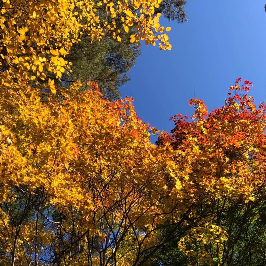 【公式】軽井沢高原教会さんのインスタグラム写真 - (【公式】軽井沢高原教会Instagram)「軽井沢の秋、進んでいます。 今日は日差しがたっぷり、 気持ちの良い秋晴れでした。  #軽井沢高原教会 #軽井沢 #秋散歩 #秋2020 #星野エリア」10月26日 19時52分 - karuizawa_kogenchurch