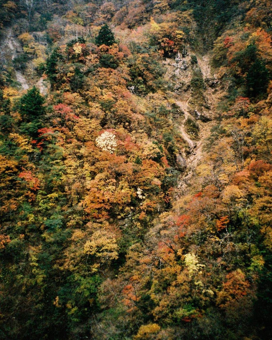 東京DANDYのインスタグラム：「Two years ago today, Autumn in the Kegon Falls valley, Nikko」