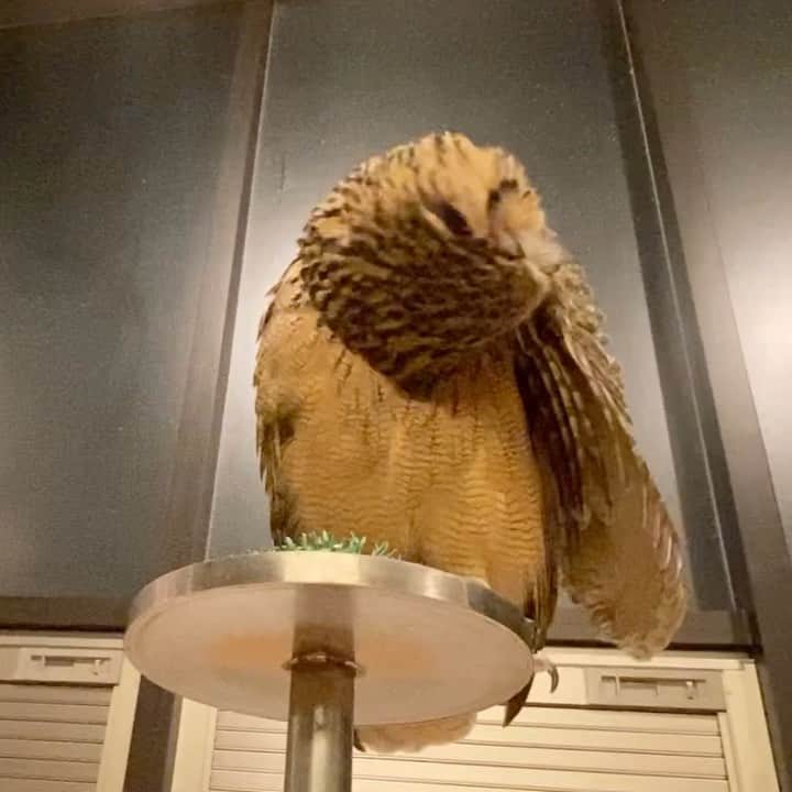 GEN3 Owlのインスタグラム：「くつろいでます / Relux #owl #owlgaru」