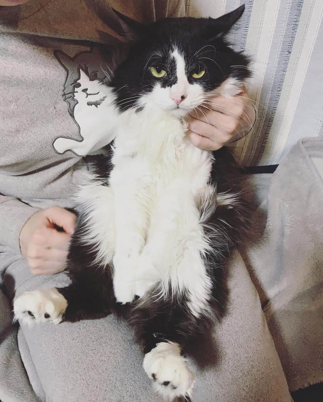 もじゃころのインスタグラム：「ばんどぅくん、最後の玉隠しです🥺🥺🥺 明日の夜にはもう玉無しです🥺🥺🥺 明日午前中に病院に連れてって午後イチで手術です😭一泊です😭ばんどぅ以前心臓の検査で半日預かりの時も別れる時この世の終わりみたいな顔してたので一泊なんて…😭ばんどぅ絶対ひとりで寝れない😭夜ケージの中で一緒に寝てあげたい😭  態度はめちゃくちゃデカイけど、玉は毛玉と間違えちゃうくらい小さいばんどぅ🥺🥺🥺  単なる去勢手術だけど、お家に帰ってくるまで心配🥺🥺🥺  がんばればんどぅ！！！  #坂東玉隠しシャシャ丸  #あいちゃんの膝の上  #最後の玉隠し」