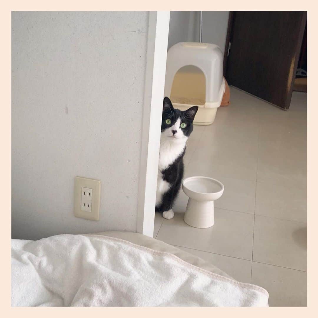 パンといっぴきのインスタグラム：「#元保護猫 #ハチワレ #白黒猫 #blackandwhitecat #tuxedocat」
