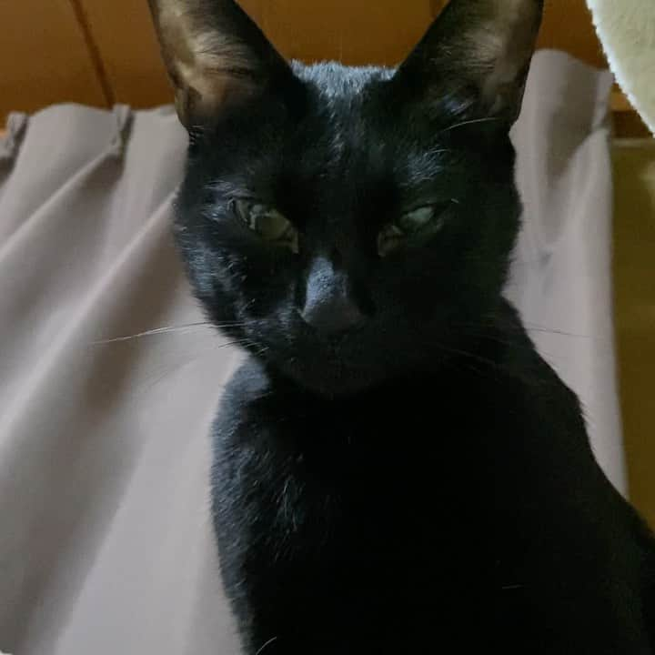 MAKO0MAKO0のインスタグラム：「Kuromitu is sitting down. #cat #kuromitu #sitdown #funny #blackcats #catlover #catoftheday #mako0mako0 #ねこ　#ねこ動画　#かわいい黒猫　#くろみつくん　#まこまこ　#猫のいる暮らし #猫のいる生活 #猫スタグラム」