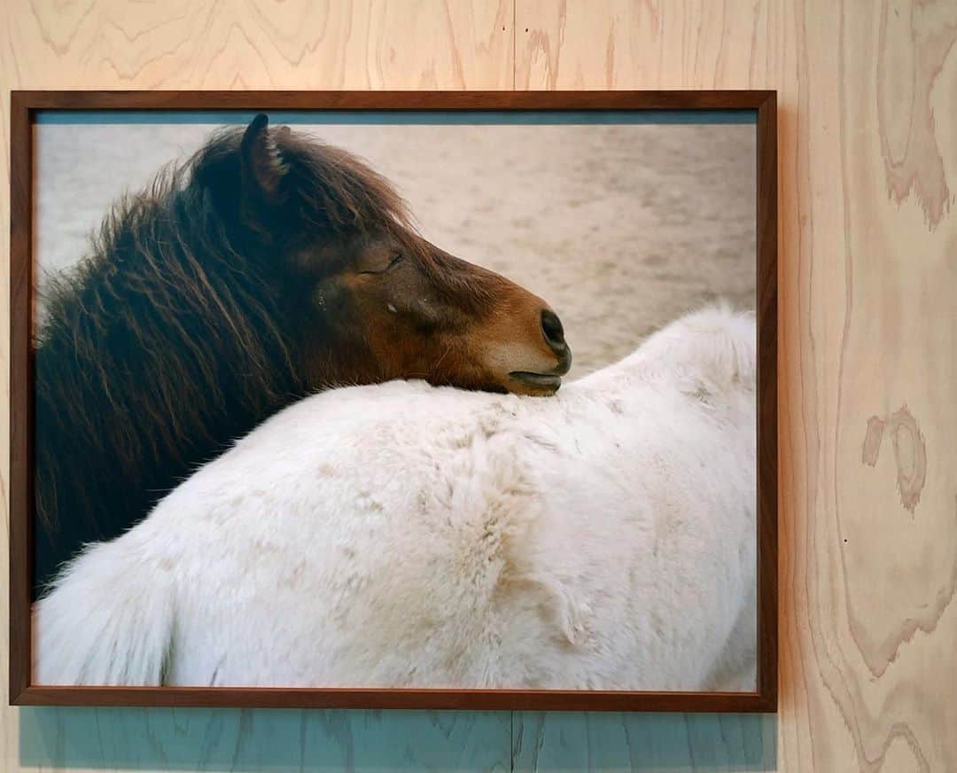 崎本ゆかりさんのインスタグラム写真 - (崎本ゆかりInstagram)「🐎 『ベゾアール(結石)』シャルロット・デュマ展  ベゾアール.. その大きさに驚いた。 死に繋がるものだけど、まん丸で不思議なほど美しく とても神秘的でした●⚪︎⚫︎。.  しかし馬ってなんであんなに可愛いんだろう..🥺 お馬さんの目が大好きです🤎 #charlottedumas#bezoar#exhibition#ベゾアール#シャルロットデュマ展#お馬さん#エルメス#🐎#💙#hermes#ginzamaisonhermes」10月26日 20時10分 - yukariiiin5