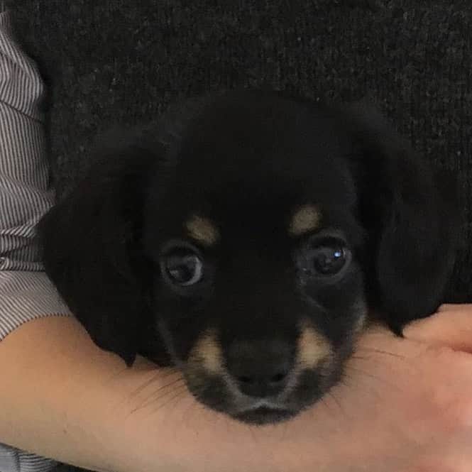 のインスタグラム：「生後2か月のソラ君🐶❤️ part3 #ミニチュアダックスフンド　#ブラックタン　#犬　#duchshund #dog」