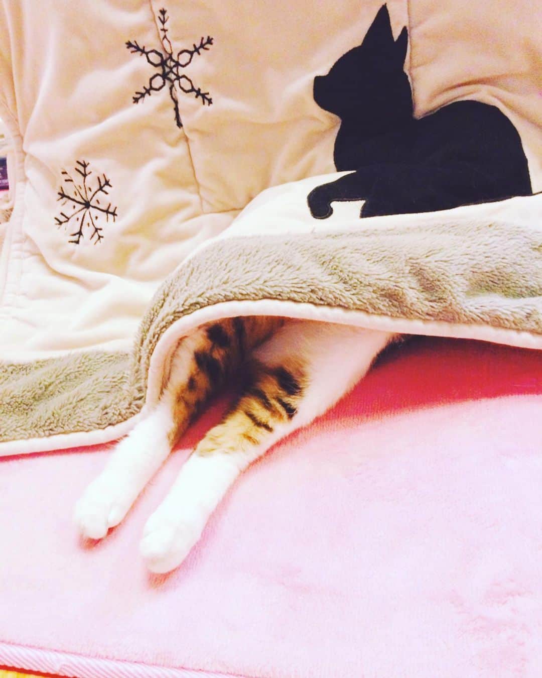 のインスタグラム：「入り方、違うくない❓  #うちのお嬢さん」