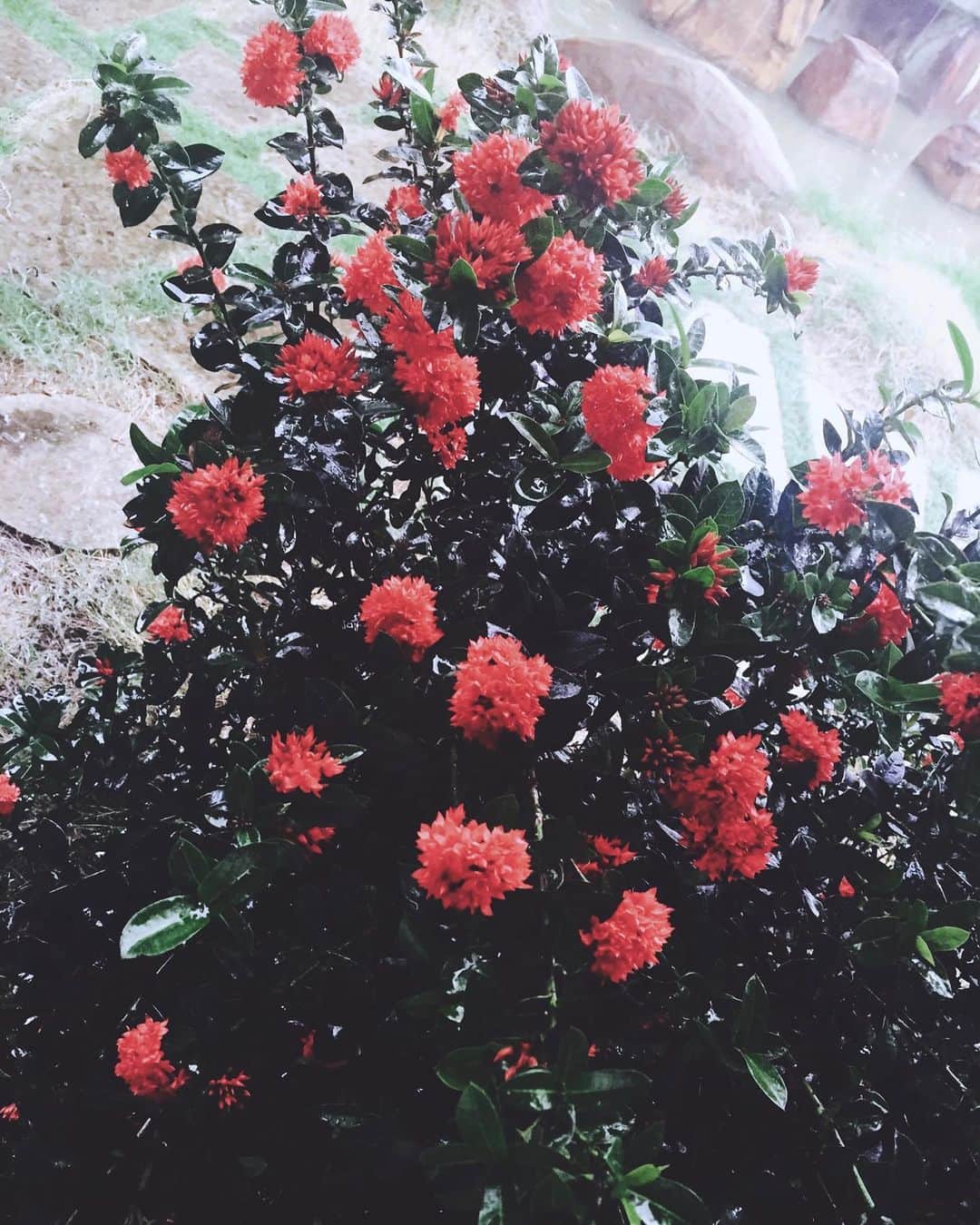 遠海まりこさんのインスタグラム写真 - (遠海まりこInstagram)「Flower series ﻿ ———————————————————————﻿  #westindianjasmine #vietnam #flowers #flower #redcolor #flowerstagram #ixora #redixora」10月26日 21時07分 - marikotohmi99