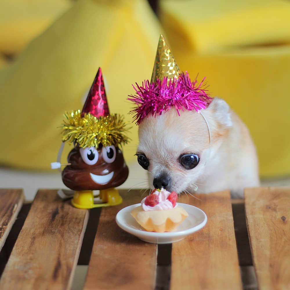 まち(Machi)さんのインスタグラム写真 - (まち(Machi)Instagram)「. Omo is 7 years old!! Happy birthday Omo😊 . #chihuahua #chihuahuas #dog #instadog  #weeklyfluff #doglover #chihuahualove #ふわもこ部 #choco #azuki #omochi #チワワ #ちわわ #犬 #スムチー #ロンチー #ちわすたぐらむ #いぬすたぐらむ #ちわわ部」10月26日 21時17分 - machi5536