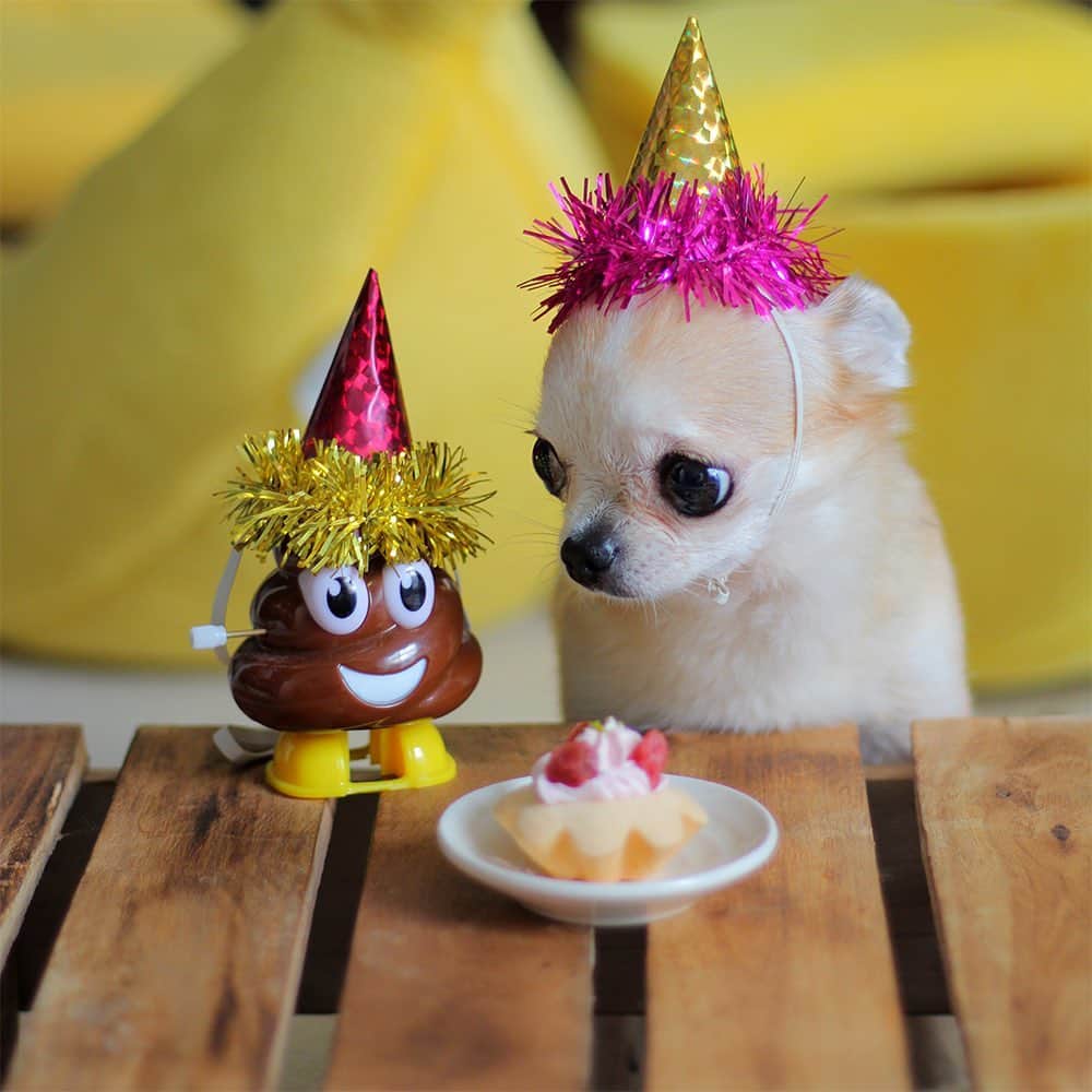 まち(Machi)のインスタグラム：「. Omo is 7 years old!! Happy birthday Omo😊 . #chihuahua #chihuahuas #dog #instadog  #weeklyfluff #doglover #chihuahualove #ふわもこ部 #choco #azuki #omochi #チワワ #ちわわ #犬 #スムチー #ロンチー #ちわすたぐらむ #いぬすたぐらむ #ちわわ部」