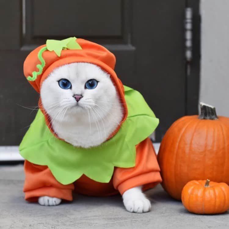 コビーさんのインスタグラム写真 - (コビーInstagram)「One of these pumpkins is not like the others.」10月26日 21時32分 - cobythecat