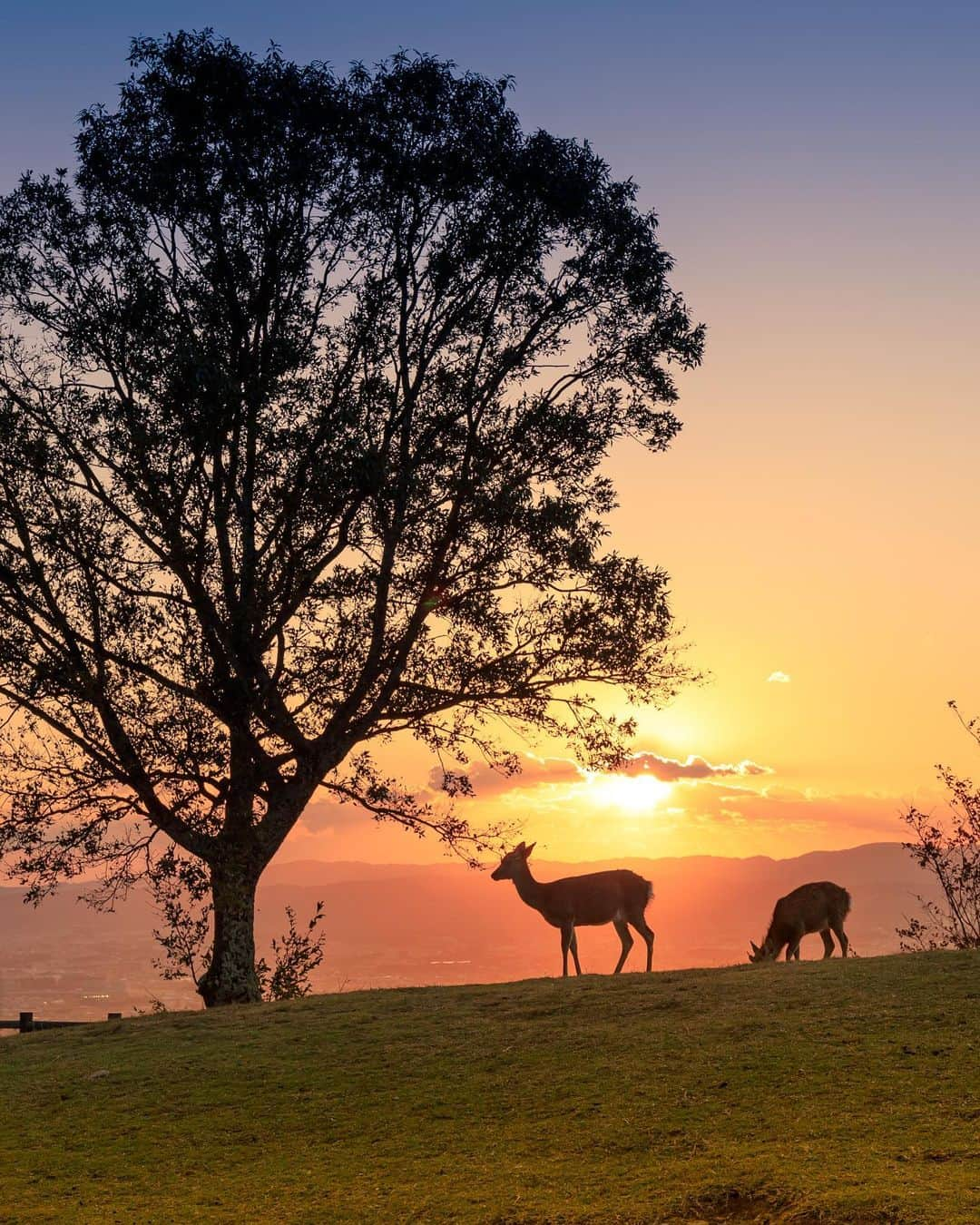 kyoko_zzzのインスタグラム：「Sunset silhouette🦌  #若草山　#deer」