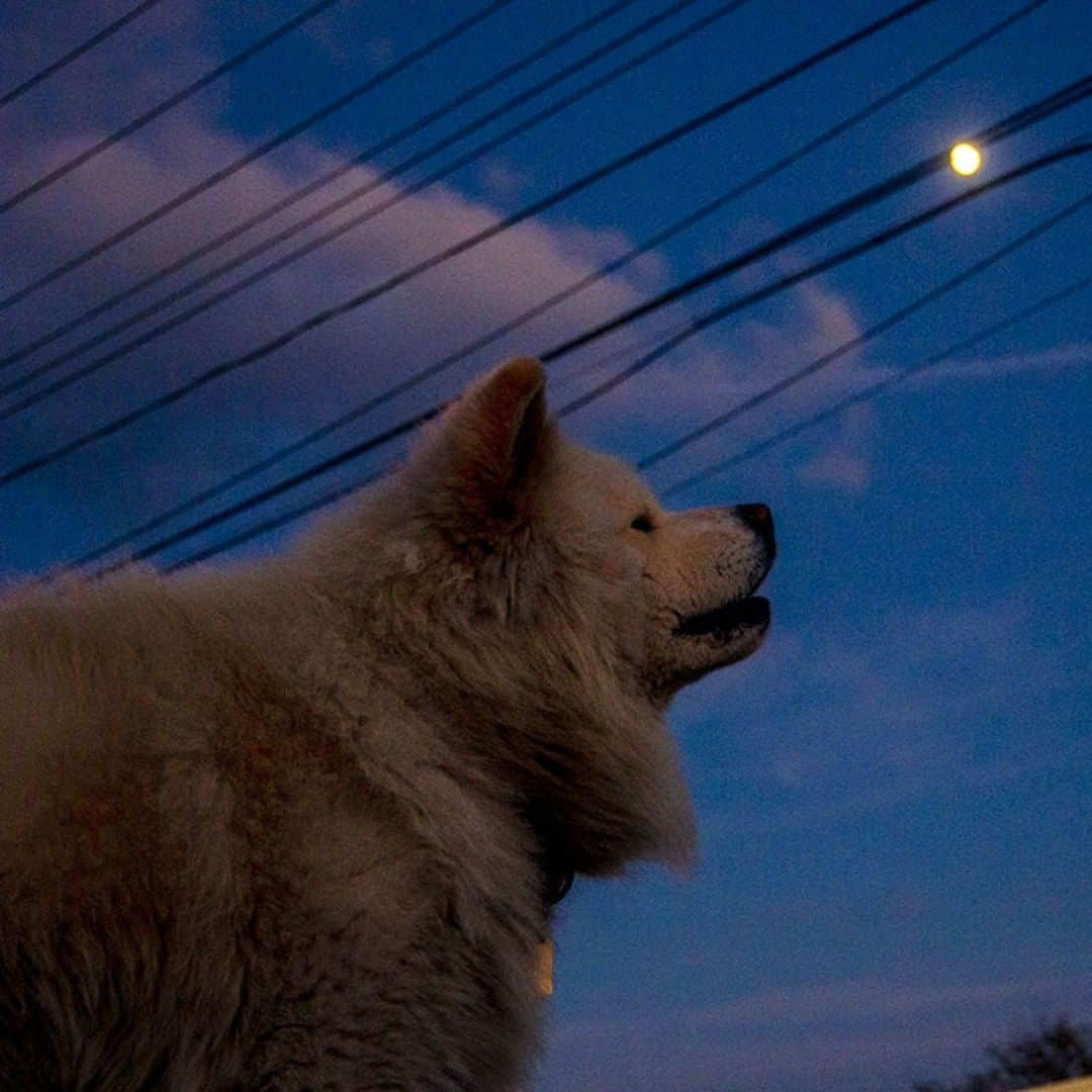 わさおのインスタグラム：「Today, in the past. 26-Oct-2012.  秋風に　揺れる月光 白い犬  #busakawa #longhair #longcoat #akita #akitainu #dog #wasao #wasao_recollection #ぶさかわ #長毛 #秋田犬 #わさお #わさお追憶」