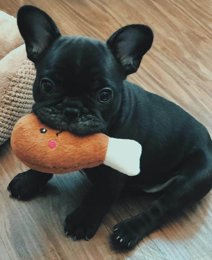 French Bulldogさんのインスタグラム写真 - (French BulldogInstagram)「Nugget 🍗 @enzointhebigcity . . . . . #frenchbulldog #frenchiesforjustice #frenchiephotos #blackfrenchie #thefrenchielove #buhibuhi_official #frenchiehype #frenchielovers #法國鬥牛犬 #法鬥犬 #法國老虎狗 #法斗 #法鬥 #フレンチブルドッグ #프랑스불독 #buhi #instafrenchbulldogs #frenchbulldog #frenchiecrew #frenchieworld #frenchielife #frenchie #frenchieofinstagram #frenchbulldog」10月26日 21時25分 - frenchie.world