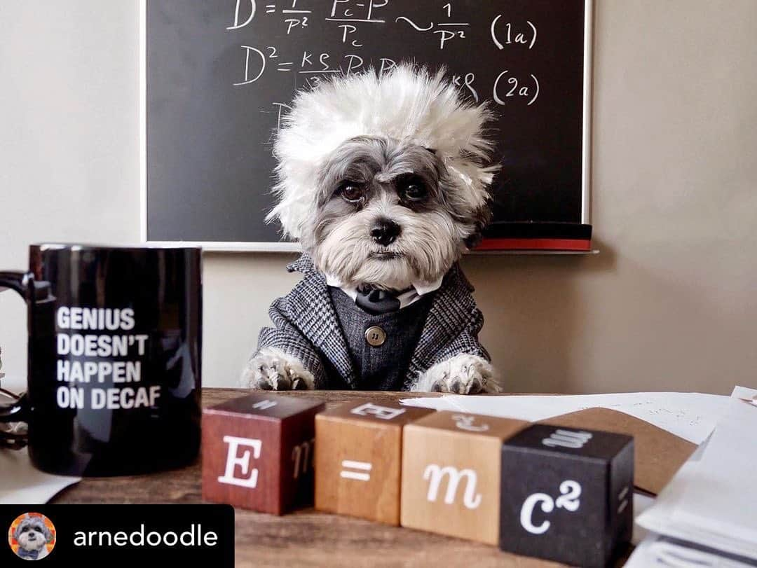 アルベルト・アインシュタインさんのインスタグラム写真 - (アルベルト・アインシュタインInstagram)「Posted @withregram • @arnedoodle To do: model elementary particles with charge as a solution of gravitational field equations, eat treats, and take approximately 17 naps. It’s going to be a ruff day!😴 I’m definitely going to need a vacation soon! Room for one smart pup @staypineapple ? #pineapplepupcostumecontest ﻿ ﻿ ﻿ ﻿ ﻿#jaxspooktavular @jaxandbones #iconic #dogcostume #halloweendog #hooverhalloween @hoover #todayfanphoto #spookyseason #weratedogs #dogsoflosangeles #costumeideas #dogstyle #dogfashion #doghalloweencostume #dogsincostumes #einstein #coffeetime☕ #coffeecoffeecoffee #coffeeislove #coffeecup #shichon #alberteinstein #hairynotsoscary @crowntoyota #coffeelife #spookyspot @healthyspot」10月26日 21時45分 - alberteinstein