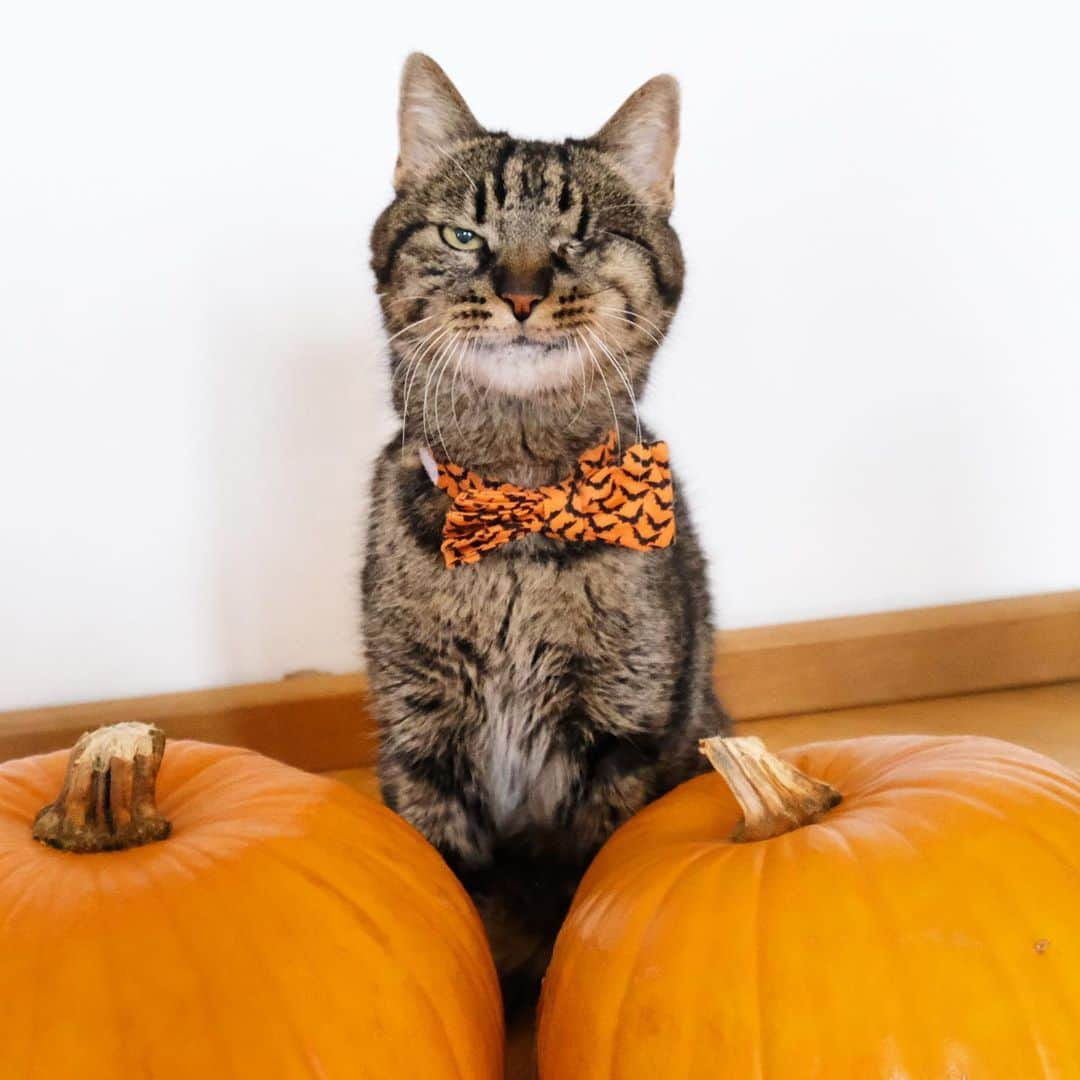 catinberlinさんのインスタグラム写真 - (catinberlinInstagram)「Three pumpkins. 🙊 #PumpkinDay!🎃😅 Funny, human, very funny... 🙄www.catinberlin.com」10月26日 21時52分 - catinberlin