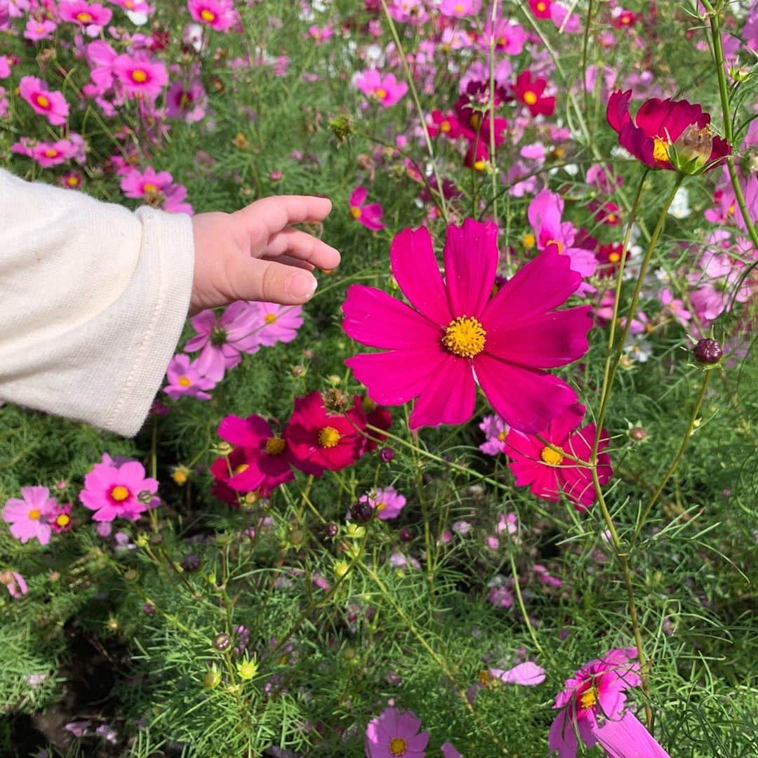 山下智子のインスタグラム：「お散歩日和な今日この頃🚶‍♀️ コスモスを満喫してます〜🌸 ・ 毎年必ず行く#慈眼寺公園 揺れるコスモスがツボみたいで揺れるたび笑ってた👶 ・ 📷3枚目〜は#錦江湾公園 のキバナコスモス！ オレンジと黄色もとっても綺麗で圧巻でした〜🧡 #秋 #鹿児島ドライブ #鹿児島散歩 #お散歩 #コスモス #秋桜 #キバナコスモス #鹿児島赤ちゃんとお出かけ #赤ちゃんのいる生活 #生後5ヶ月」