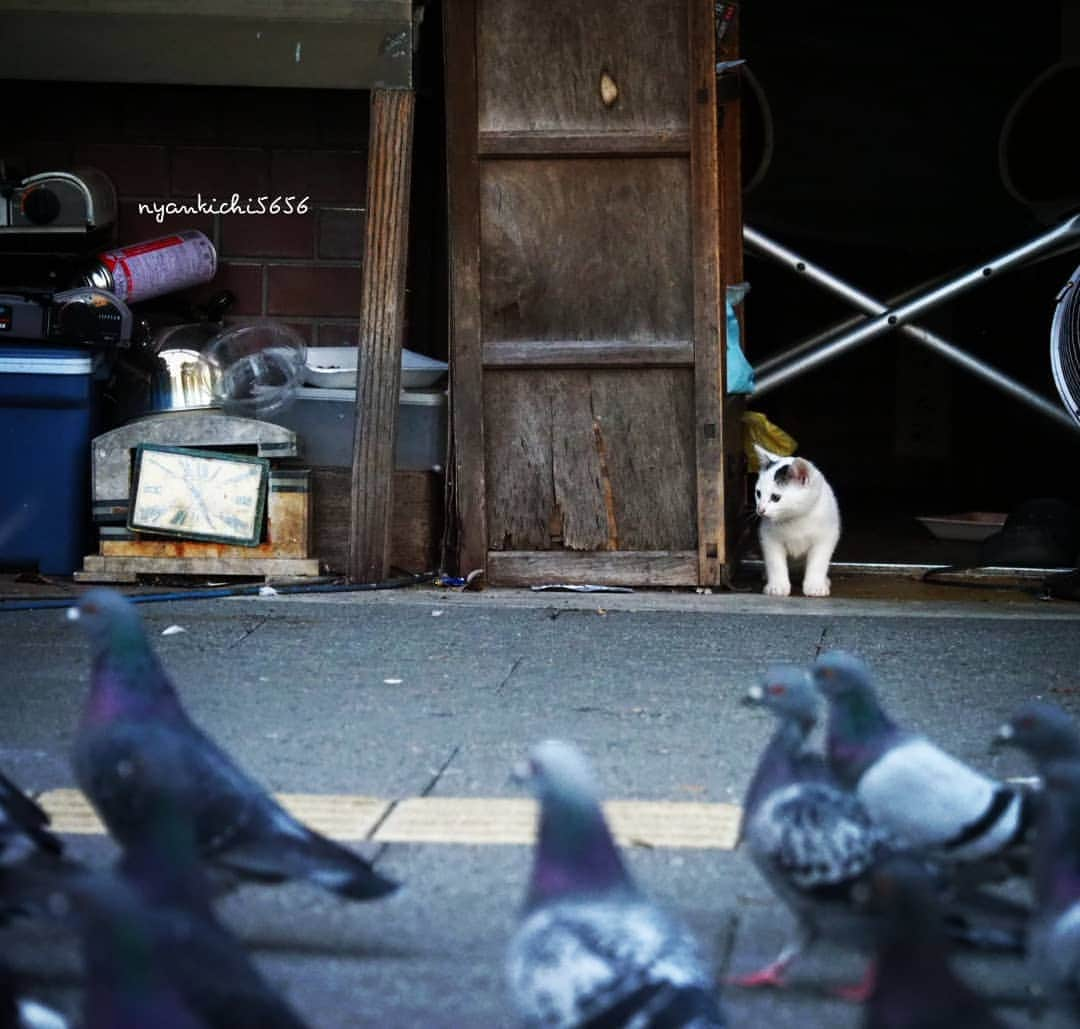 路地裏のにゃん吉のインスタグラム