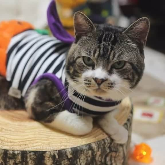 ネコのリキのインスタグラム：「ただいまYouTubeでライブ中です🎵  #ハロウィン #ライブ中 #リキちゃん #猫写真 #キジトラ #キジ猫 #キジ白 #猫のリキちゃん #リキちゃんねる #猫 #ねこ #にゃんすたぐらむ #にゃんこ #にゃんだふるライフ #ふわもこ部 #ネコ #ねこのいる生活 #YouTubeで毎日動画配信中 #リキちゃんねるで検索してね #catstagram #catstagram_japan #petstagram #instacat #catoftheday #ilovemycat #ねこのきもち #ペコねこ部 #エウレカねこ部 #ねこにすと #peppyフォト部」