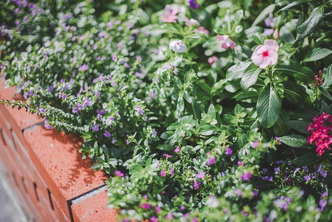 柴真緒のインスタグラム：「・ 花壇があると写真を撮って種類を確かめたくなる💐  応援、本当にありがとうございます🥰🙇‍♀️  #水コン #ミスコン #徽音祭」