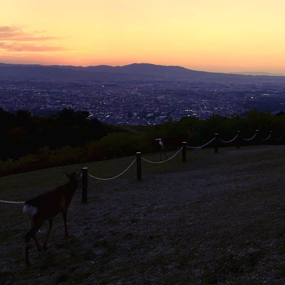 鈴木絢子さんのインスタグラム写真 - (鈴木絢子Instagram)「・ ・ 【夕日と夜景百選】 影絵のような夕日が美しい若草山。 日が暮れるとともに、鹿も山へ帰っていきました😊 ・ 夕日だけでなく、、 ここは#新日本三大夜景 のひとつでもあり、 夜景も本当に綺麗！！ ・ 大阪市内から1時間弱で行ける最高のドライブ👍 他にはない、山々と🦌と夜景のいいとこどりです✨ ・ 紅葉ももうすぐでした🤗🍁 ・ ・ ・ #犬連れ関西 #週末関西 #関西を楽しむ #山ドライブ #若草山 #夕焼け #夕日 #親子犬 #犬バカ部 #ミニチュアダックス #トリュフとフォアグラ #秋の風景 #絶景 #オレンジ #夜景 #夜景百選 #光 #鹿 #ススキ #🦌 #🌇 #⛰」10月26日 23時06分 - ayako_suzuki810