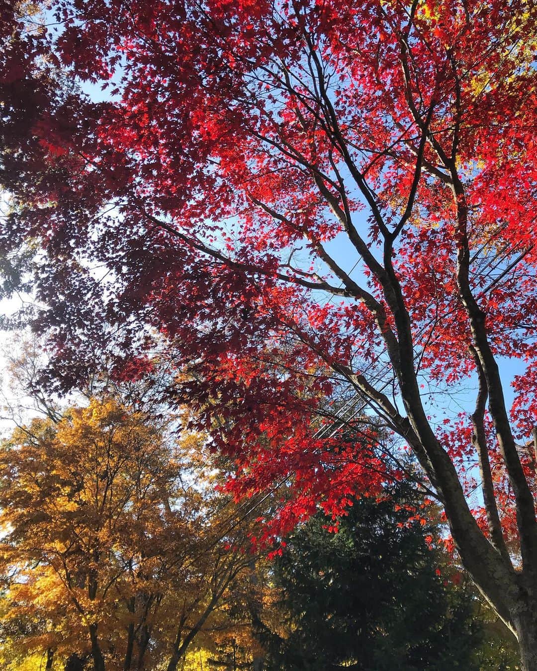 リア・ミシェルのインスタグラム：「I’ve missed these colors 🍁」