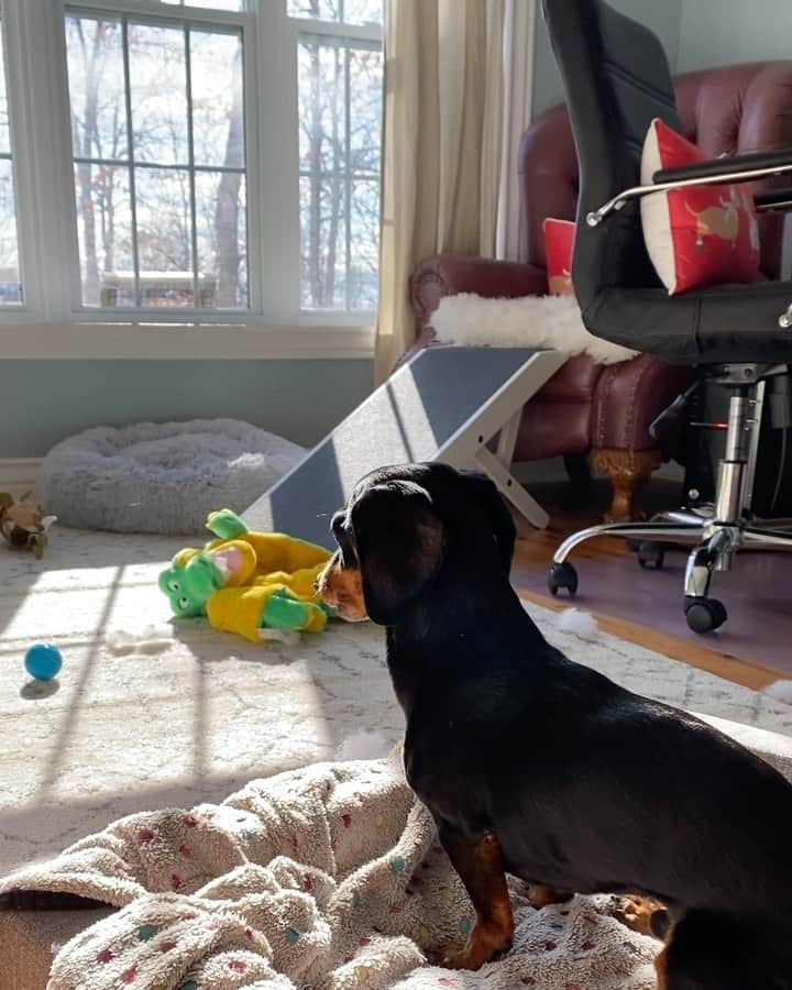 Crusoe the Celebrity Dachshundのインスタグラム：「“How do you like our new song? We’ve been practicing it a lot.” ~ Crusoe」