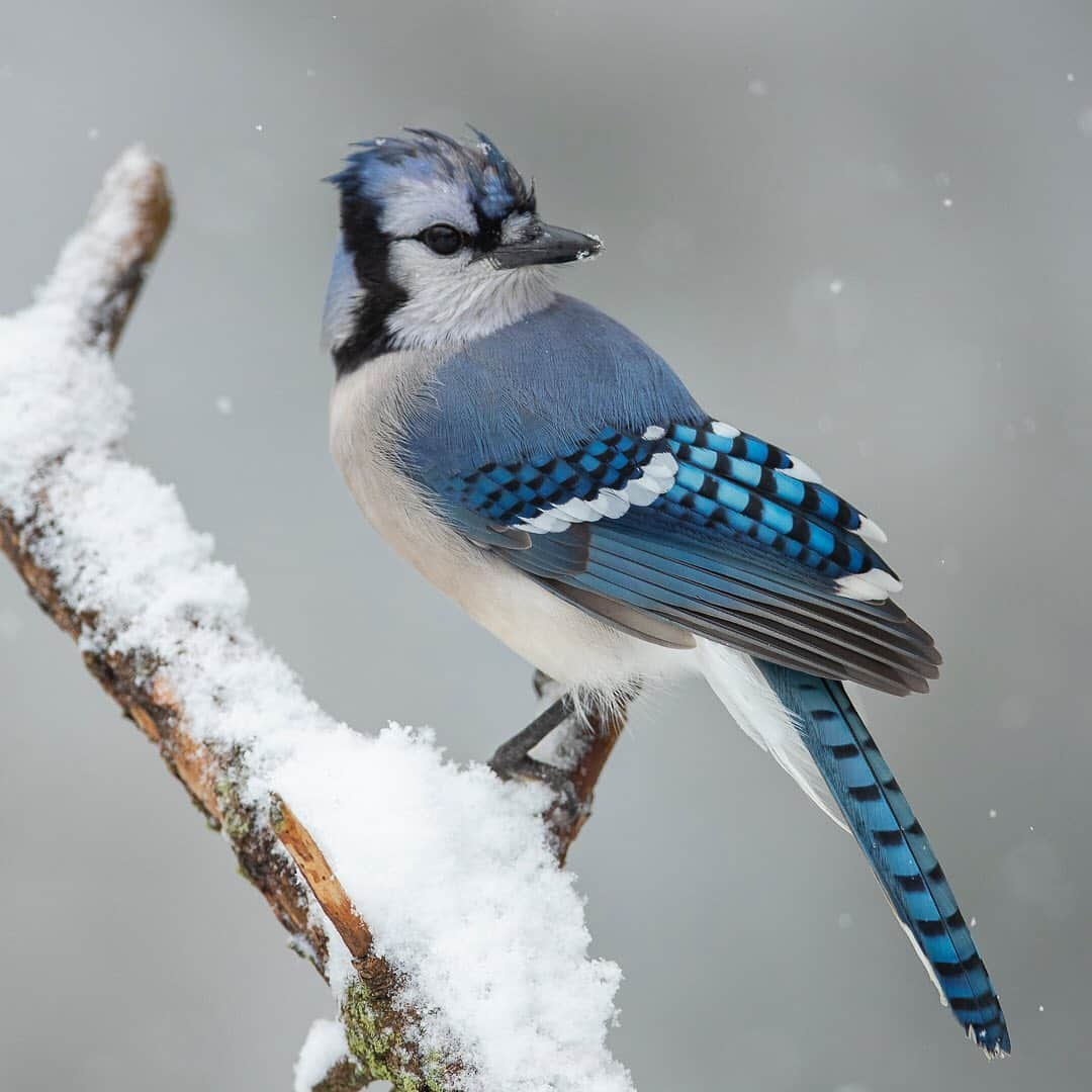 ナショナルジオグラフィックさんのインスタグラム写真 - (ナショナルジオグラフィックInstagram)「Photos by @timlaman / The blue jay of eastern North America is one of those birds that is so common we often take it for granted.  An unusual October snowstorm in Massachusetts gave me the chance to photograph them in my backyard in the fresh snow, which brings out their quite extraordinary beauty. Developing a greater appreciation for nature close to home seems to be one little silver lining from this global pandemic. If you’re interested, I’m sharing more of my “backyard beauties” at @TimLaman. And if you’re a photographer, don’t be afraid of bad weather. I’ve captured some favorite shots when the conditions got “interesting.” Just protect your gear like I’m doing in the third shot… #nature #birds #snowfall #Massachusetts #bluejay」11月25日 2時36分 - natgeo