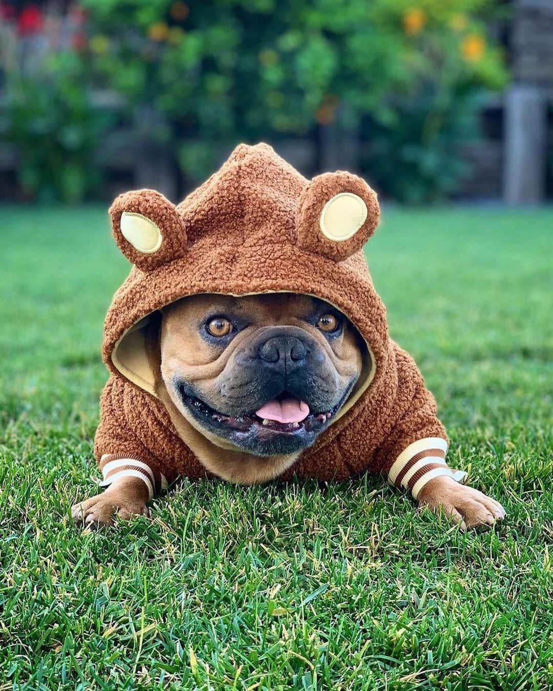 Regeneratti&Oliveira Kennelのインスタグラム：「Who needs a bear hug? 🐻 @thrillsoftheo  . . . Shop  @frenchie_bulldog ⚡️THE COOLEST⚡️ swag for your pup! 🎁 Get 10% off  with code jmarcoz10🐾 . . . . . . . #frenchbulldog #frenchie #frenchiesofinstagram #frenchies #frenchielove #frenchbulldogs #frenchieoftheday #frenchbully #frenchiesociety #instafrenchie #frenchbulldogsofinstagram #frenchielife #frenchies1 #frenchbulldogpuppy #frenchiesofig  #frenchielovers #dailyfrenchie #frenchiegram #ilovemyfrenchie #bulldoglove #bulldog #bulldogsofinstagram  #bark  #awoo #pupiesofinstagram #puppy」